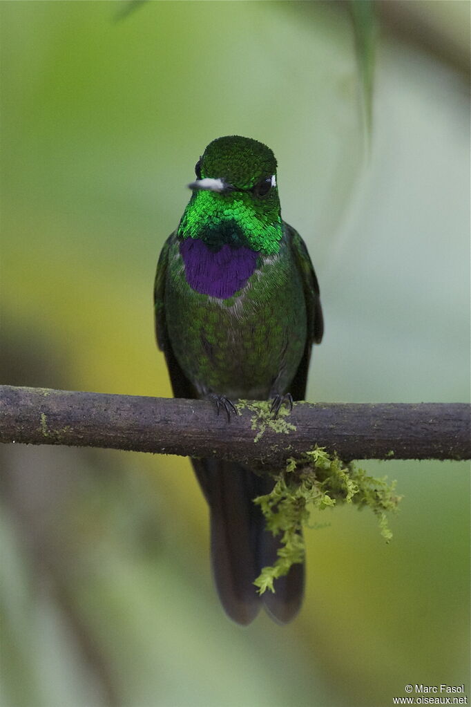 Purple-bibbed Whitetip male adult, identification