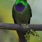 Colibri de Benjamin