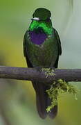 Purple-bibbed Whitetip