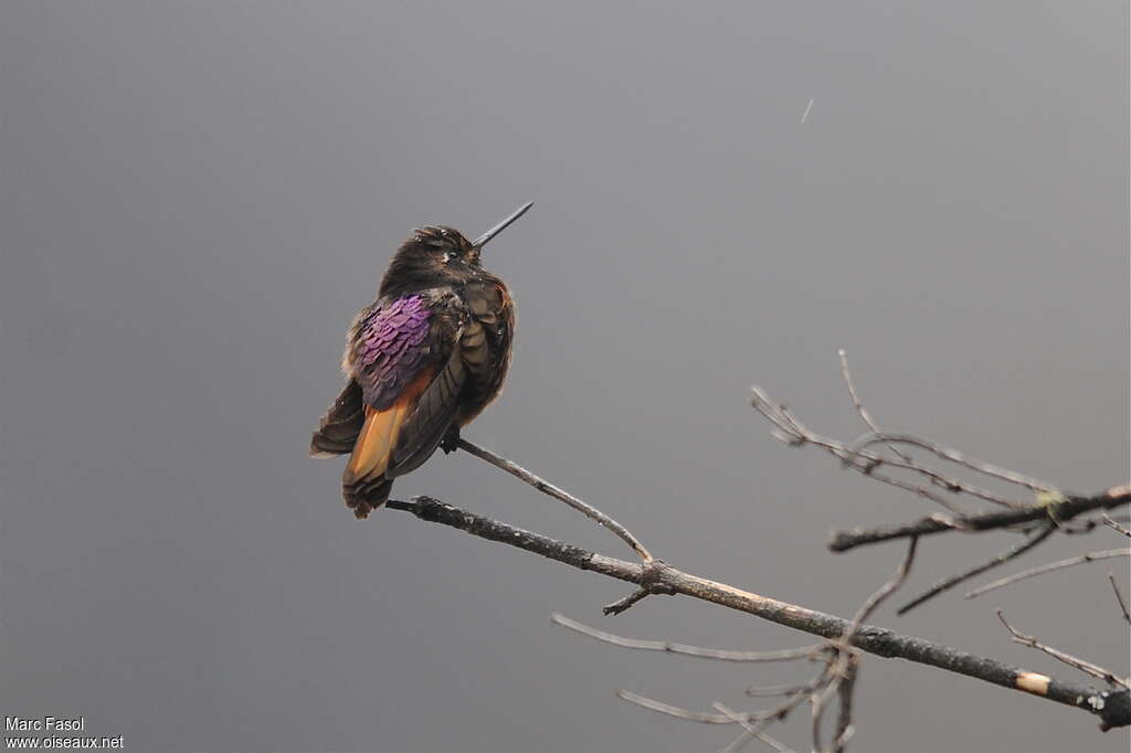 Colibri de Castelnau adulte, identification