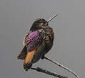 Colibri de Castelnau