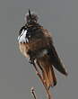 Colibri de Castelnau