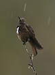Colibri de Castelnau