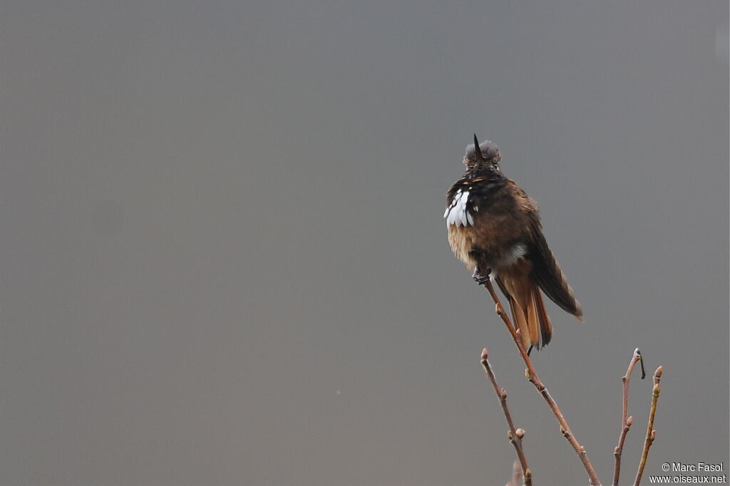 Colibri de Castelneauadulte, identification