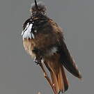 Colibri de Castelneau