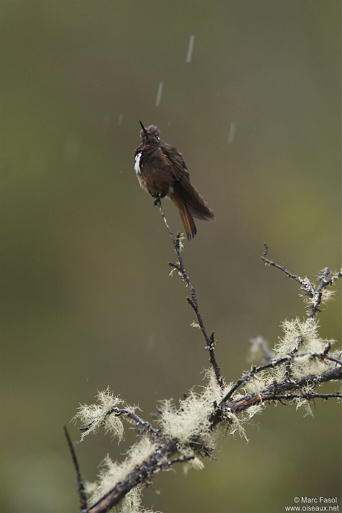 White-tufted Sunbeamadult, identification