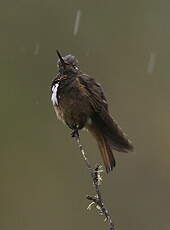 Colibri de Castelneau