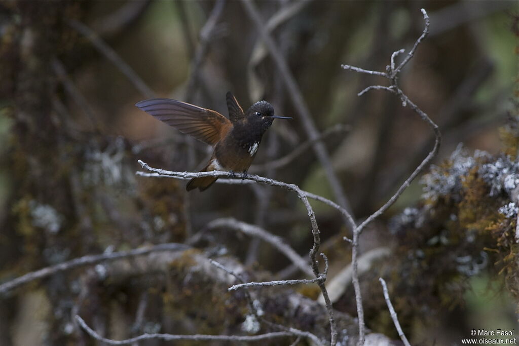 White-tufted Sunbeamadult, Flight