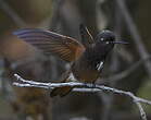 Colibri de Castelneau