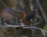 Colibri de Castelneau