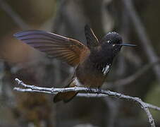 White-tufted Sunbeam