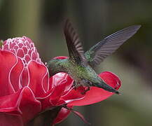 Scaly-breasted Hummingbird