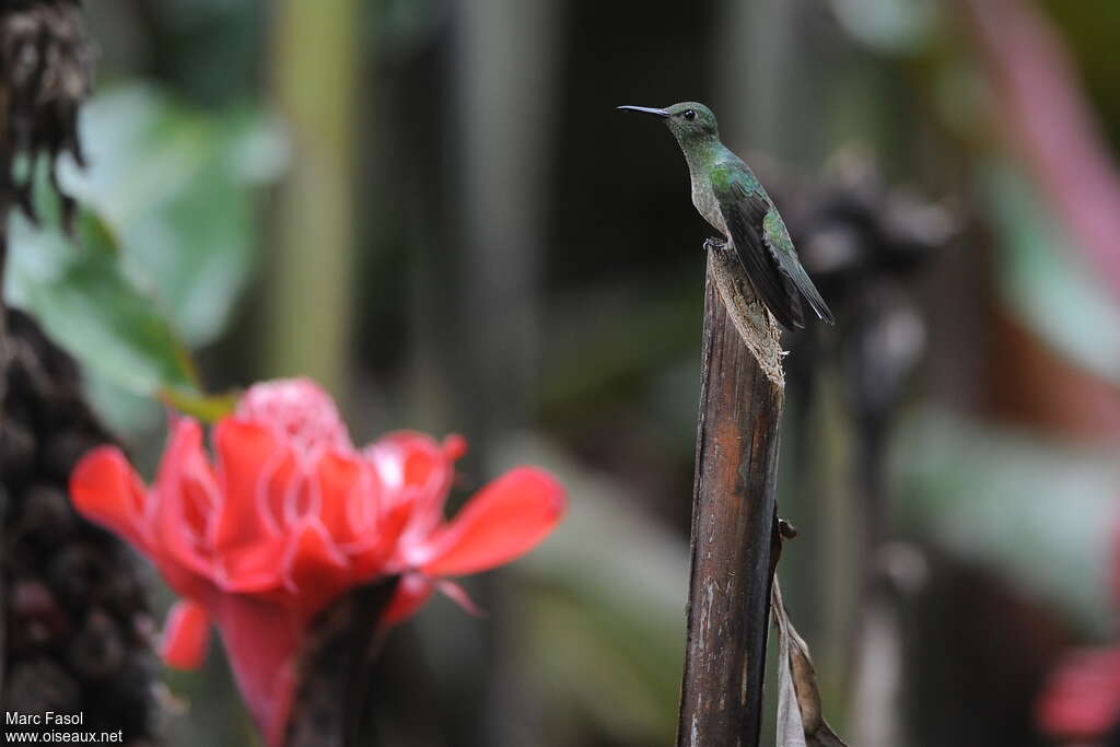 Scaly-breasted Hummingbirdadult, identification