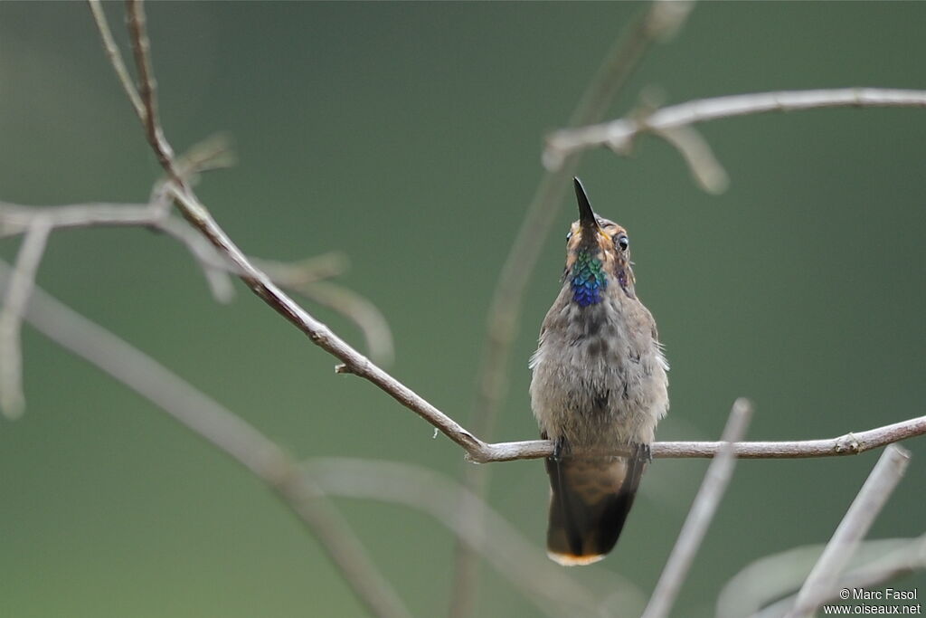 Brown Violetearadult, identification