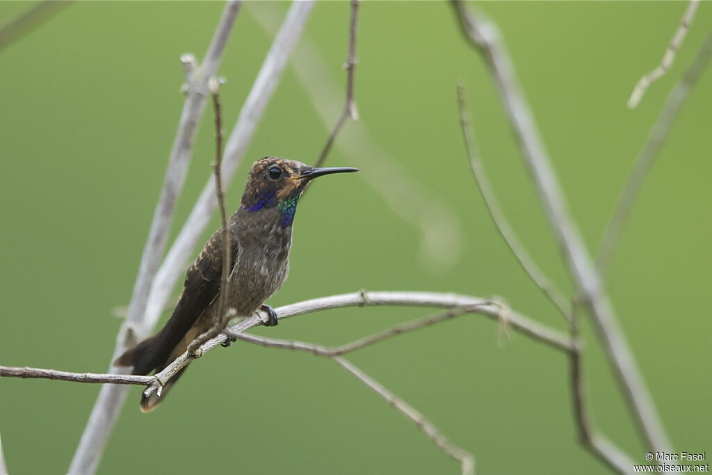 Brown Violetearadult, identification