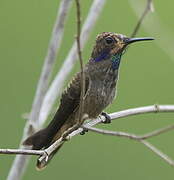 Brown Violetear