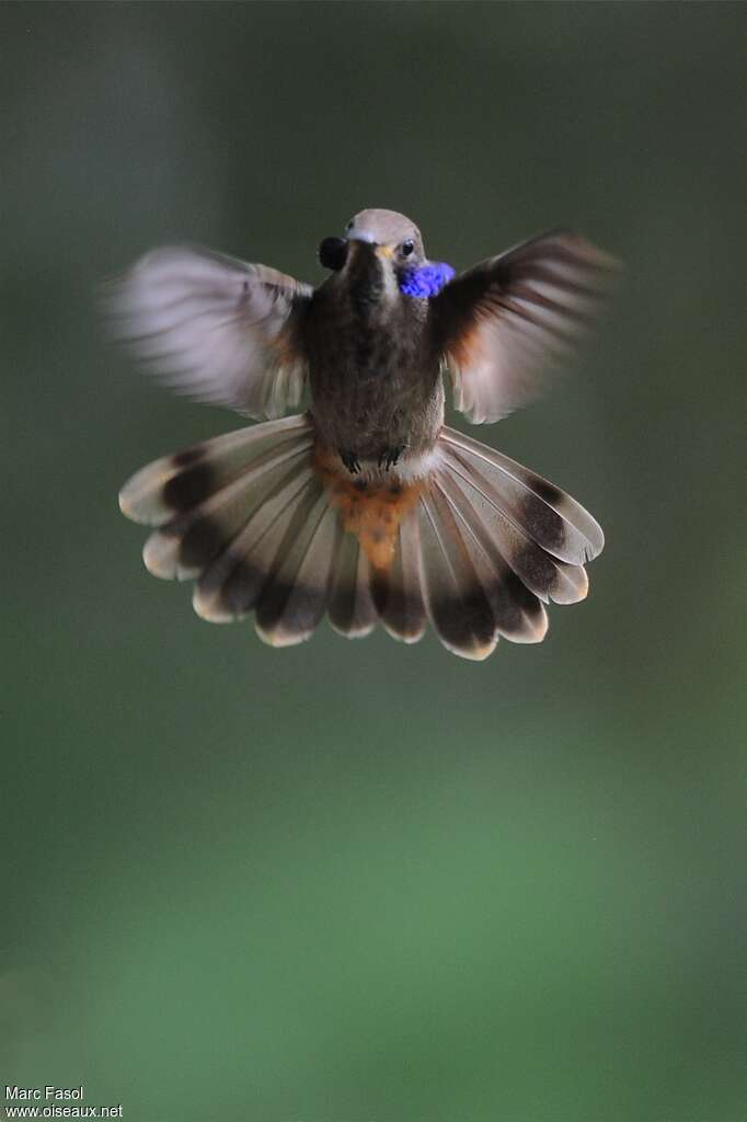 Brown Violetearadult, pigmentation, Flight, courting display, Behaviour