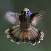 Brown Violetear