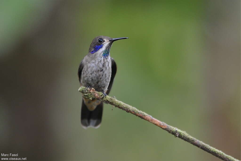 Colibri de Delphineadulte, portrait, pigmentation