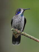 Brown Violetear