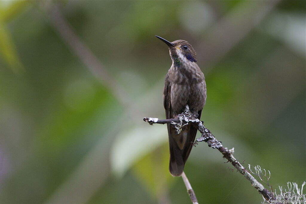 Colibri de Delphineadulte, identification