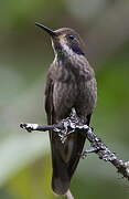 Brown Violetear