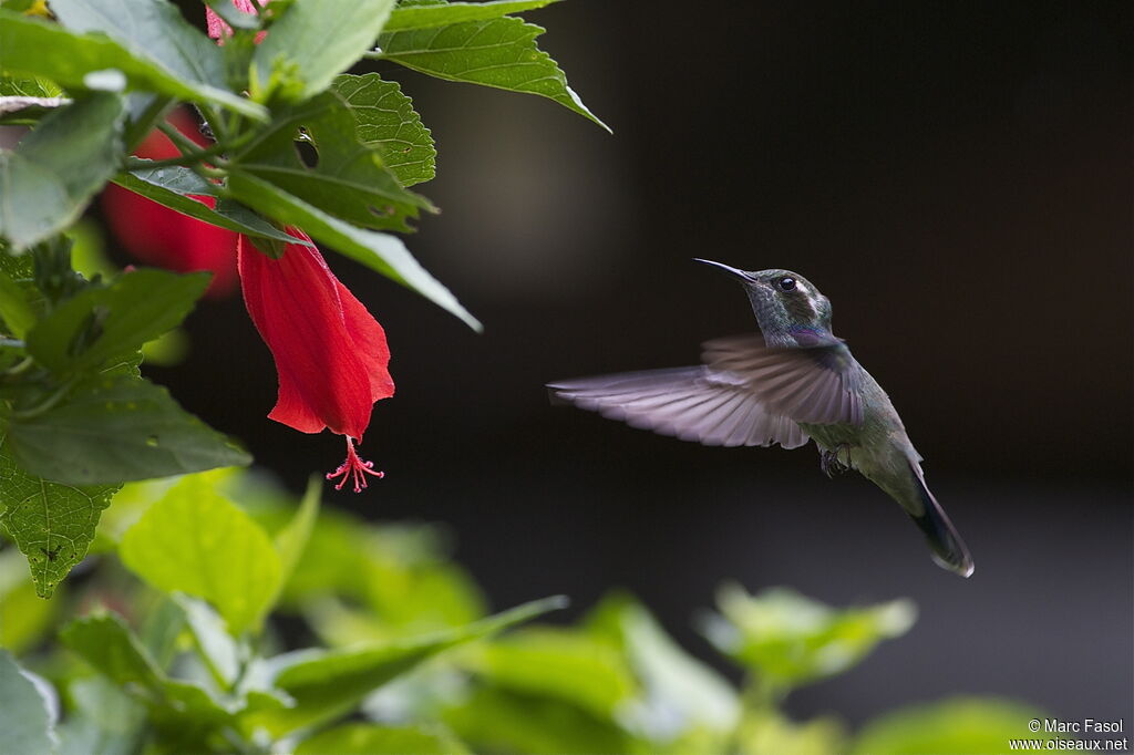 Colibri de Geoffroy femelle adulte, Vol