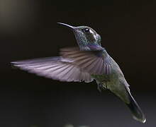 Colibri de Geoffroy