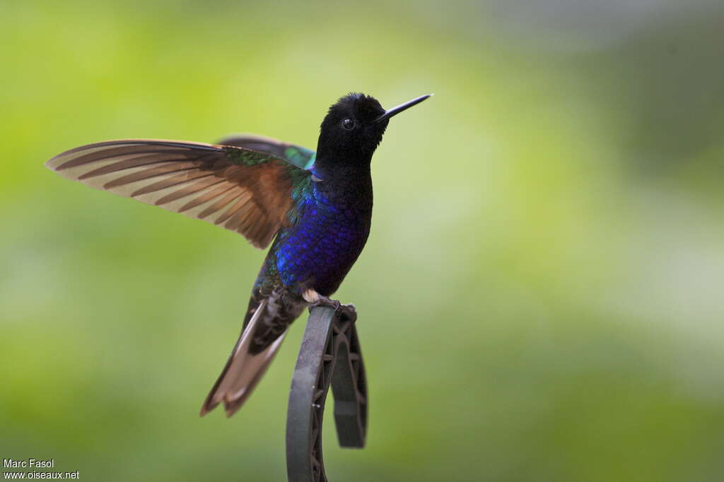 Velvet-purple Coronet male adult, pigmentation