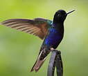 Colibri de Jardine