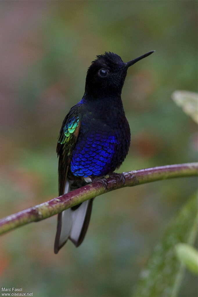 Colibri de Jardine mâle adulte, identification