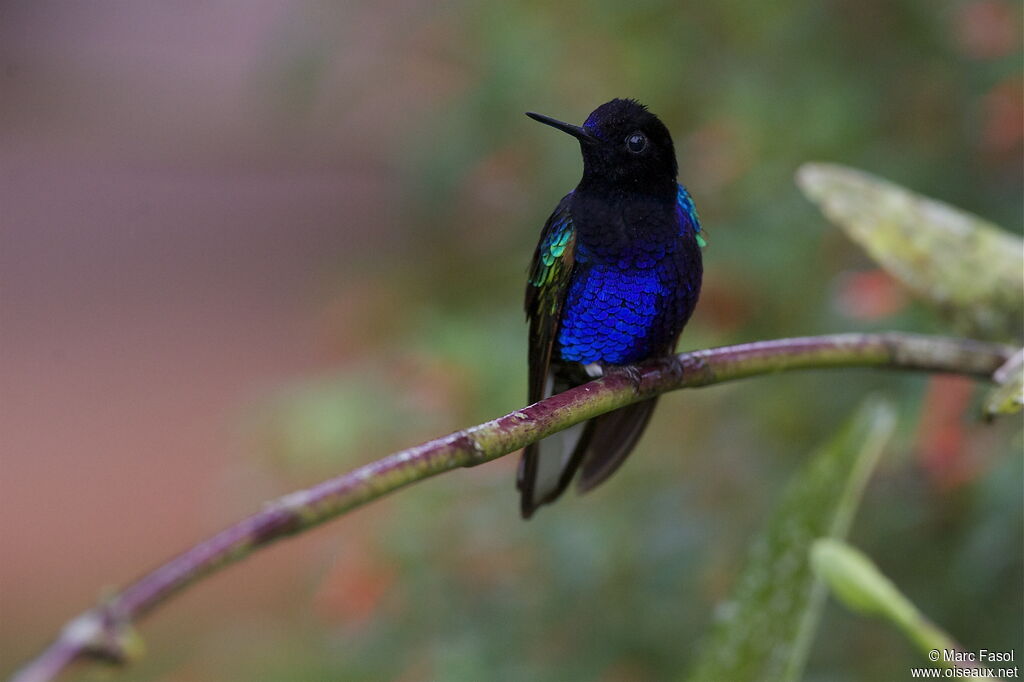 Colibri de Jardine mâle adulte, identification