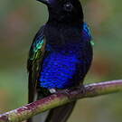 Colibri de Jardine