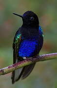 Velvet-purple Coronet