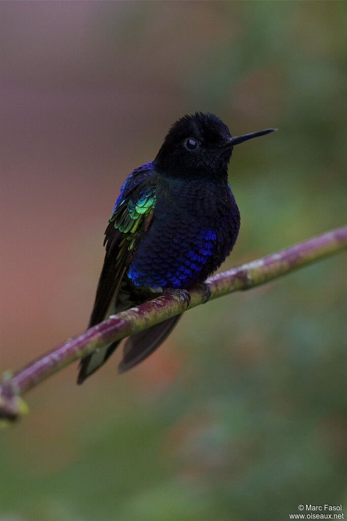 Velvet-purple Coronet male adult, identification