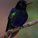Colibri de Jardine