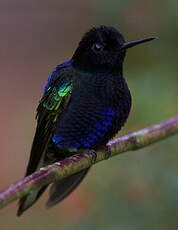 Colibri de Jardine