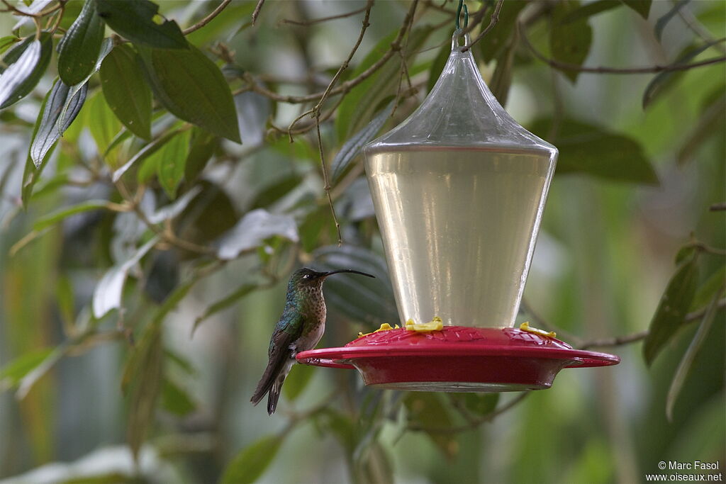 Mountain Velvetbreast female adult, identification, feeding habits