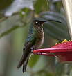 Colibri de Lafresnaye