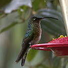 Colibri de Lafresnaye