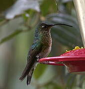 Colibri de Lafresnaye