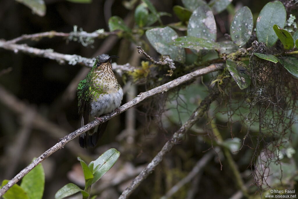 Colibri de Lafresnaye femelle adulte, identification