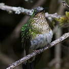 Colibri de Lafresnaye