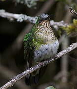 Colibri de Lafresnaye