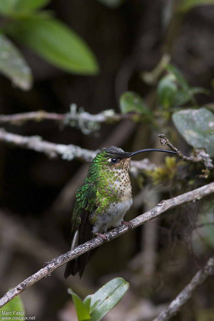 Colibri de Lafresnaye femelle adulte, identification