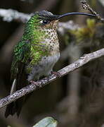 Colibri de Lafresnaye