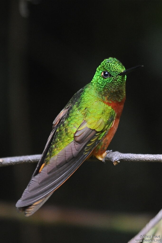 Colibri de Matthewsadulte nuptial, identification