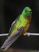 Chestnut-breasted Coronet