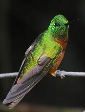 Colibri de Matthews