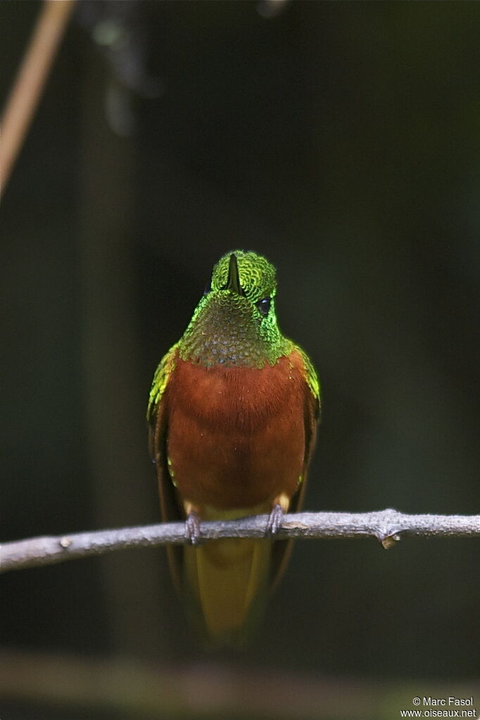 Colibri de Matthewsadulte nuptial, identification